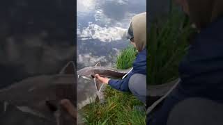 Piękny Jesiotr Sterlet fishing carpfishing fish nature angling sturgeon sturgeonfishing [upl. by Atiuqehs]