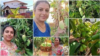 Our farm Garden Tour🌲🌳🌴ಬನ್ನಿ ನಮ್ಮ್ ತೋಟ ಸುತ್ಕೊಂಡು ಬರೋಣ 🥰 ನಮ್ಮ್ ಗಾರ್ಡನ್ ಟೂರ್ [upl. by Aseneg]