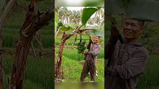 Paano ang tamang pagputol ng saging para hindi masira SEPT 16 2024 farming viralvideo [upl. by Nelg631]