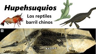 Hupehsuquios Descubre a los curiosos ancestros de los ictiosaurios [upl. by Elak938]