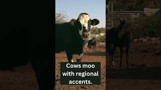 Cows Moo With Regional Accents [upl. by Ahtibbat]