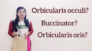 Human Anatomy Topic Orbicularis occuli Buccinator amp orbicularis oris muscles in detail [upl. by Ehtiaf]