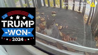 Axon Body 2 A Squirrel Stops By To Celebrate Trumps Presidential Win 🇺🇸 [upl. by Akihsan987]