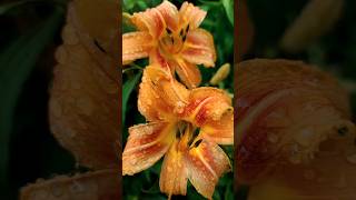 Orange Daylily A Bright Addition to Your Garden 🌼 Daylily GardenBeauty PlantLovers [upl. by Harden]