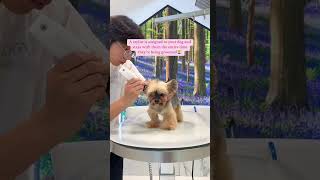 🐥🛁 Spa Day duckytheyorkie Each dog has their own individual grooming room with their assigned [upl. by Ykcor]