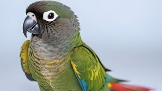 Conure Parrots  A Guide for Bird Lovers [upl. by Taub]