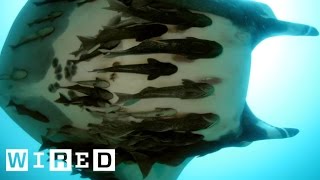 Everything You Need to Know About Those Fish That Attach to Sharks [upl. by Ahtabat]