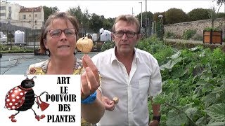 Tuto jardin Physalis Peruviana Semis plante annuelle [upl. by Ardnaeel637]