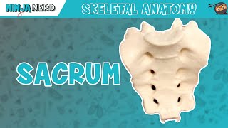 Sacrum Anatomy [upl. by Kynthia]