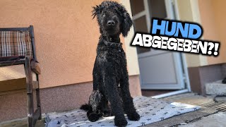 Musste ich meinen Hund wieder abgeben [upl. by Rebmac]