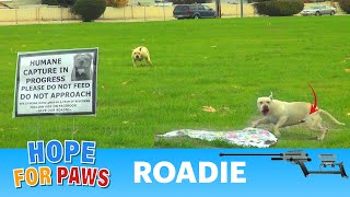 Dog Rescue Roadie an abandoned pitbull Please share epic [upl. by Oznol]