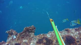 Kill Shots Using Deadly Accurate KAP Speargun  Spearfishing Kuwait 2017 [upl. by Enihpesoj]