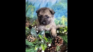 QampA  Week 5  live with puppies of Norwegian Elkhounds  breeding purebred dogs [upl. by Lanuk]