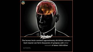 The Human Brain vs The Milky Way 100 Trillion Synapses shorts science [upl. by Bevers]