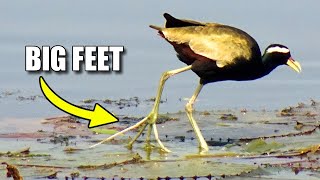 Jacana Facts the LILY TROTTER 🌼 Animal Fact Files [upl. by Garv146]