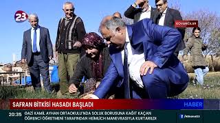 SAFRAN BİTKİSİ HASADI BAŞLADI [upl. by Arihs392]