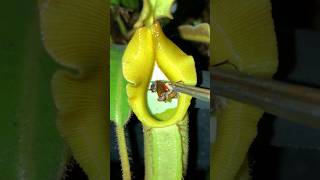 Feeding Nepenthes veitchii with insects 🐜🌧️ nepenthes pitcherplants carnivorousplants [upl. by Eiramlatsyrc864]