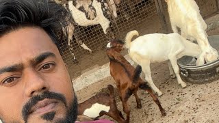 Tanweer Goat Farm Dhanbad is live [upl. by Naihtniroc]