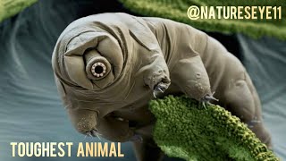 Water Bear The Toughest Animal on Earth  NaturesEye11 [upl. by Lihcox]