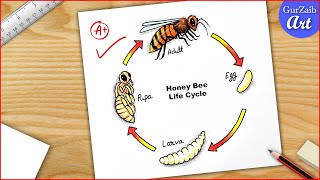 Life cycle of Honey Bee Drawing easy  Diagram step by step [upl. by Tabbatha]