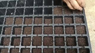 how to grow seed in seedling tray [upl. by Odelle]