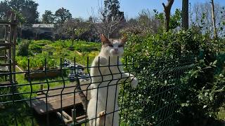 How a Stray Cat Ive Known for 5 Years Greets Me Every Time [upl. by Anahahs]