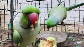 parrot मॉर्निंग फीडिंग🥰🦜 parrot daily routine💗🦜 parrot care video✨💕🦜 funny parrot🦜 cute parrot😍🦜 [upl. by Niarda]