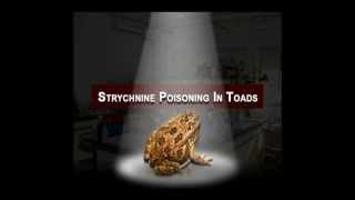 Pharmacology  Pharmacological Lab Procedures  Strychnine Poisoning in Toads [upl. by Ayekin838]