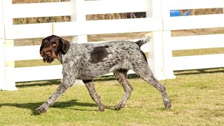 The Versatility and Success of German Wirehaired Pointers in Dog Sports [upl. by Notliw]