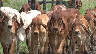 Manejo Genético del Ganado Gyr Lechero  TvAgro por Juan Gonzalo Angel [upl. by Ahsiem]