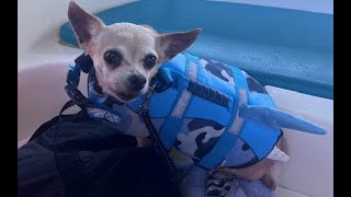 Pedal Boating in San Diego with your favorite Chihuahua Emmy Lynn [upl. by Araf]