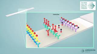 See how a lateral flow immunoassay works [upl. by Dede893]