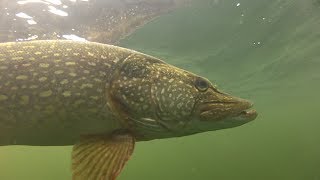 How to catch big pike and perch with Matt Hayes [upl. by Bowers172]