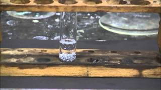 Zinc metal reacts with concentrated sulfuric acid [upl. by Robena]