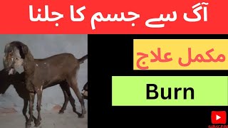 Burn causessymptoms and treatment in animals  Dr Muhammad Saif [upl. by Narhet]