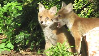 Baby foxes in the backyard [upl. by Alihet795]