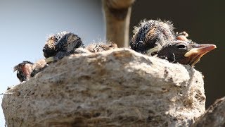 One Tree Two Nests Eight Chicks – Willie Wagtails and Magpielarks [upl. by Suinuj198]