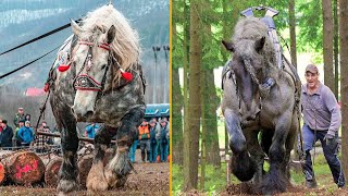 The Strongest Horses In the World Draft Horses [upl. by Willett]