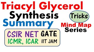 Triacyl glycerol synthesis and biochemistry  Triglycerides TAGs [upl. by Elnar411]