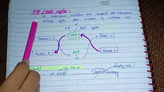 ATP l Structure Function l how it is produced l ATP ADP cycle l Biochemistry [upl. by Aihsekat]