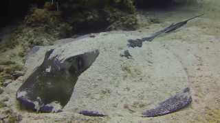 Southern Stingray Dasyatis americana [upl. by Puff]