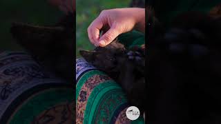 Garden Kitten Purrs Blissfully During Sunset Massage [upl. by Mulford]