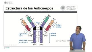 Anticuerpos  325  UPV [upl. by Efioa]