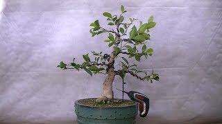 Autoinjerto Ficus Retusa [upl. by Eisej]