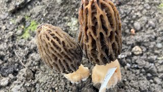 Préparation de la futur aventure morilles à domicile vidéo tuto ✅ [upl. by Marguerite]