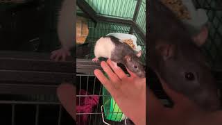 New pet rat like the video😀 [upl. by Leal]