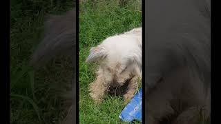 Pet cute puppy eating in greengrass short 19 [upl. by Conney]