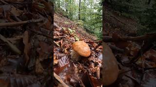 Boletus reticulatusaestivalis Steinpilze shorts new nature forest mushroom foryou trending [upl. by Odrahcir]