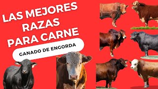 Las 14 mejores razas de ganado vacuno para la producción de carne a nivel mundial [upl. by Lundin]