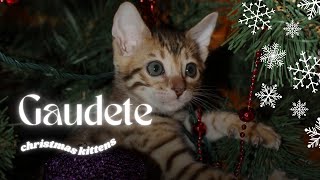 Gaudete  Christmas Music  Christmas Kittens [upl. by Ettevol]